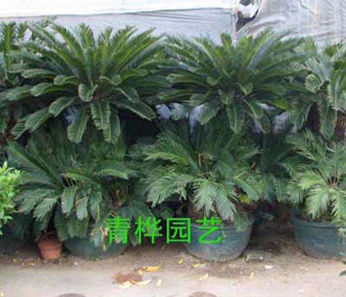 大苏铁